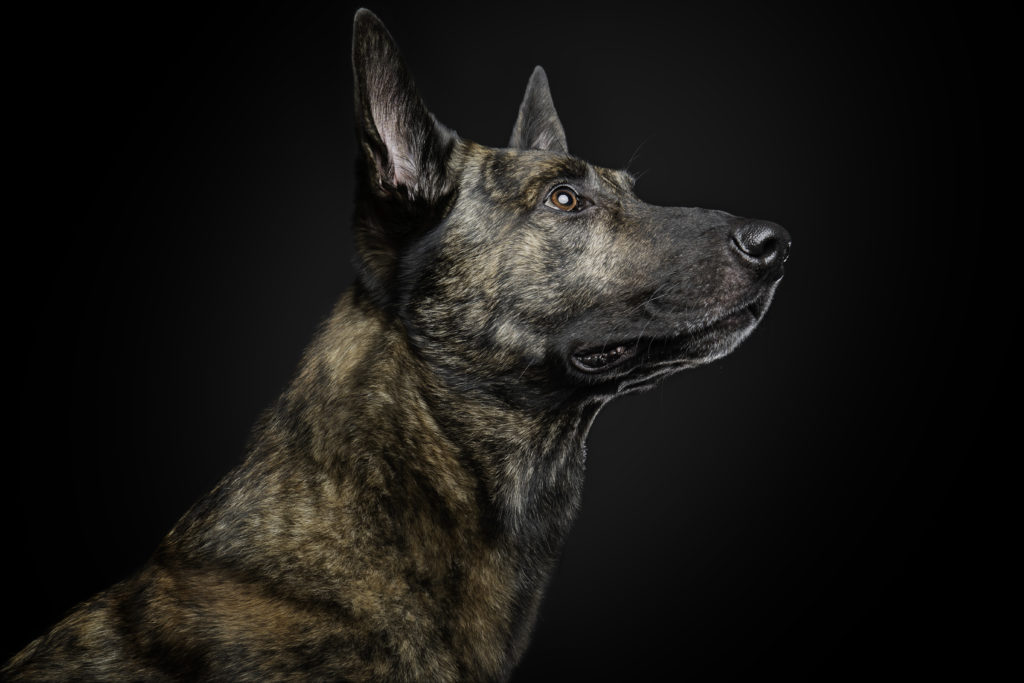 Hollandse herder, Dutch shepherd, hondenfotografie