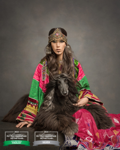 Afghan Hound Traditional Fashion