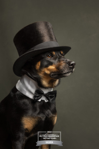 Australian Kelpie as a gentleman wearing a hat