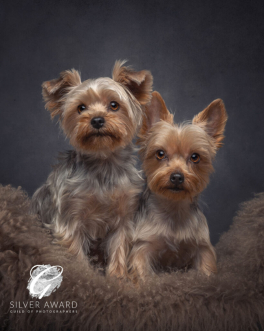 Yorkshire Terriers