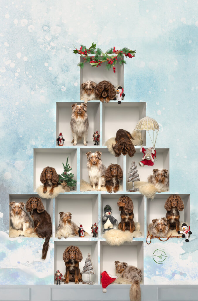 Dogs in boxes, hondenfotografie, creatieve hondenfoto